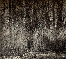 Stonegrave Pond No 10 2010, Gelatin silver print